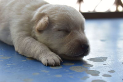 Close-up of puppy resting on floor