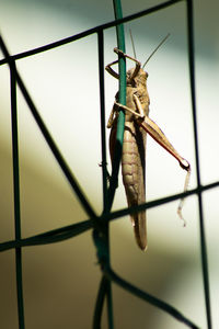 Close-up of insect on metal