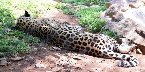 Tiger lying on ground