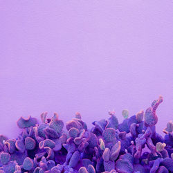 Creative colours concept. plant lovers. minimal cactus art . purple mood