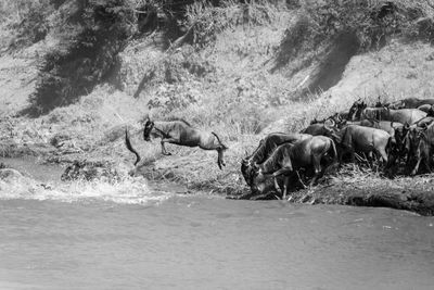 High angle view of horses on field