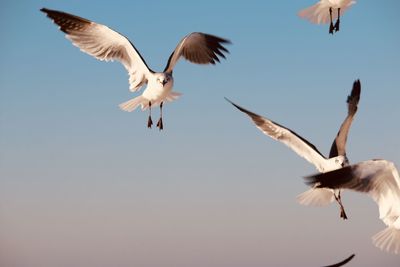 Close-up of bird flying against sky