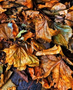 Full frame shot of dry maple leaves