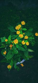 High angle view of yellow flowering plants