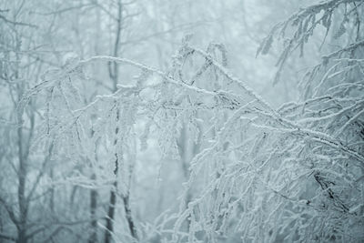 Close-up of frozen plant during winter