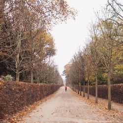 Road passing through forest