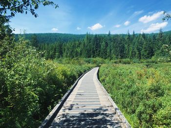 Dirt road amidst trees and plants in forest against sky