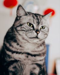 Close-up portrait of cat