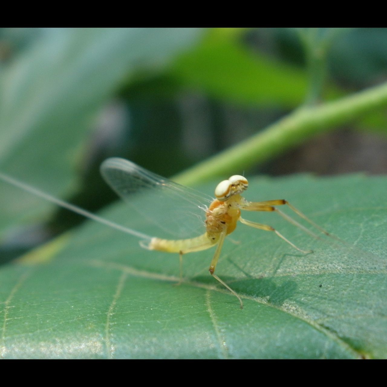 one animal, animal themes, animals in the wild, wildlife, insect, close-up, focus on foreground, transfer print, leaf, selective focus, green color, nature, auto post production filter, full length, day, outdoors, spider, plant, zoology, no people