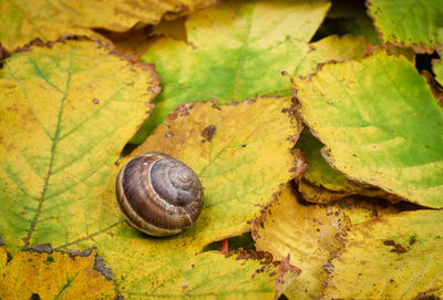 High angle view of snail on dry leaves