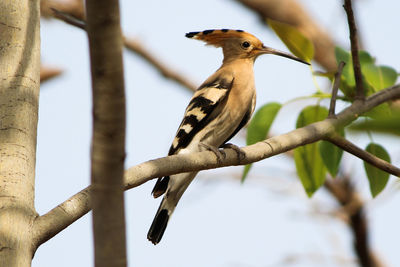 Close-up of bird perching on branch