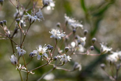 Close up of white meadowsweet flower, filipendula ulmaria
