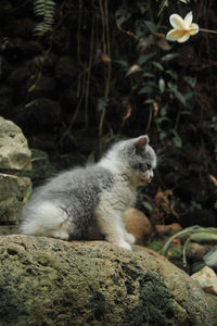 Cat sitting on rock