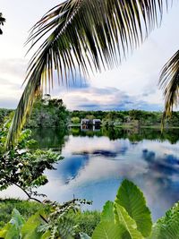 Scenic view of palm trees against sky