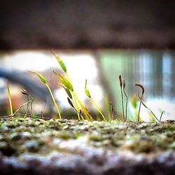 Close-up of grass on field