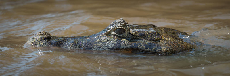 Close-up of turtle swimming in lake