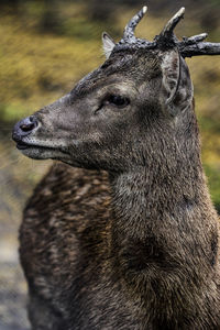 Close-up of javan rusa deer