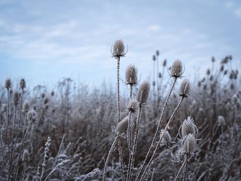 Close-up of frozen plants on field against sky
