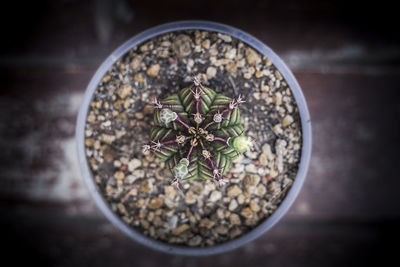 High angle view of potted plant