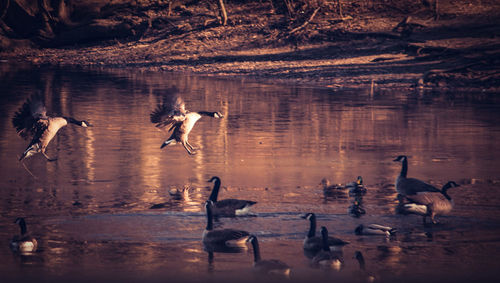 Birds in lake