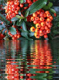 Close-up of cherries in water