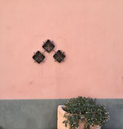 Potted plant against wall