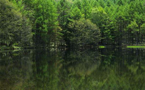 Reflection of trees in lake