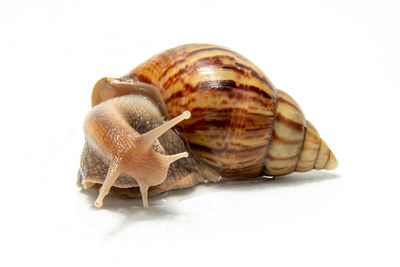 Close-up of snail against white background