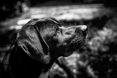 Close-up of a dog looking away