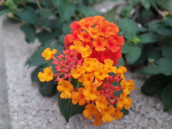 Close-up of orange marigold flowers