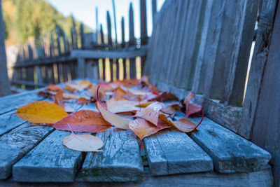 Close-up of coloful autumn leaves on a bench with grey patina