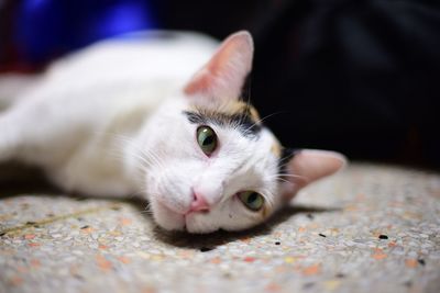 Close-up portrait of a cat