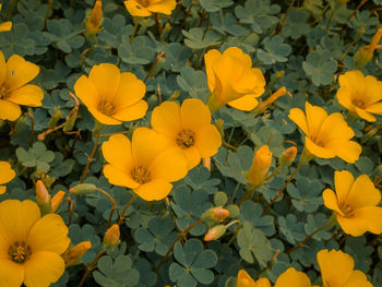 Close-up of yellow flowering plants on field