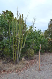Close-up of plants growing on field against sky