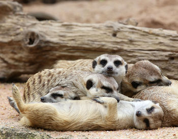 Sheep resting on a land