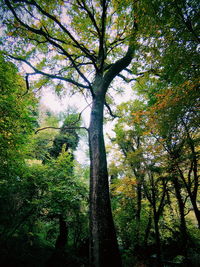 Low angle view of trees in forest