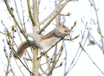 Low angle view of squirrel on tree