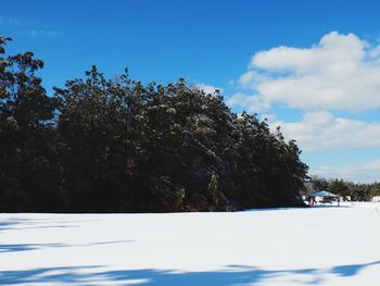 Trees against sky during winter