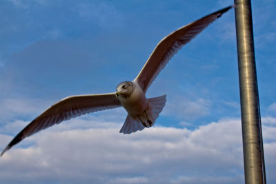 flying