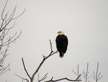 Low angle view of bird perching on branch against clear sky