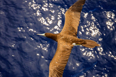 Close-up of bird