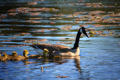 Canada geese swimming in lake