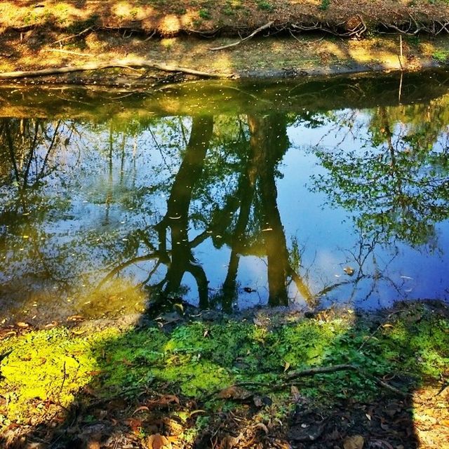 water, reflection, lake, tranquility, tranquil scene, nature, beauty in nature, tree, scenics, growth, standing water, grass, pond, plant, day, river, idyllic, outdoors, no people, branch