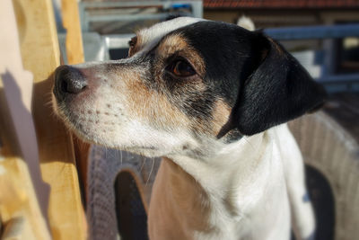 Close-up of a dog looking away