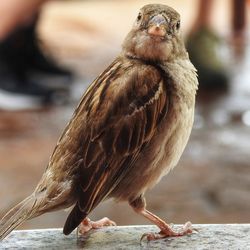 Close-up of bird perching on wall