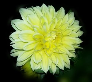 Close-up of white flower against black background