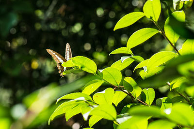 Close-up of butterfly on plant