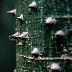 Close-up of mushroom growing on tree trunk