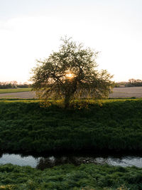 Tree on field against clear sky