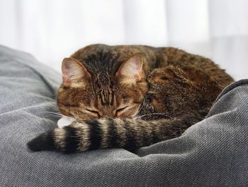 Cat sleeping on bed